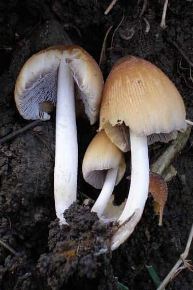 hnojník ligotavý Coprinellus micaceus (Bull.) Vilgalys, Hopple & Jacq. Johnson