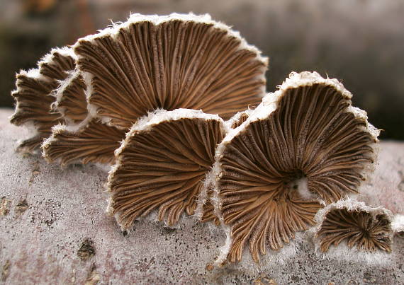 klanolupeňovka obyčajná Schizophyllum commune Fr.