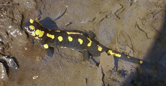 salamandra škvrnitá Salamandra salamandra