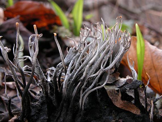 drevnatec parohatý Xylaria hypoxylon (L.) Grev.