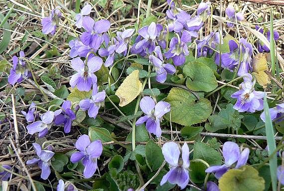 fialka voňavá Viola odorata L.