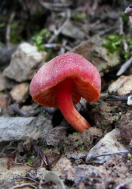 lúčnica Hygrocybe sp.