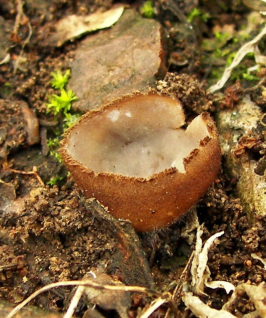 humária polguľovitá Humaria hemisphaerica (F.H. Wigg.) Fuckel