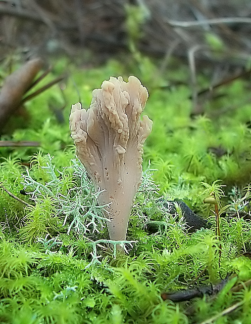 konárovka popolavá Clavulina cinerea (Bull.) J. Schröt.