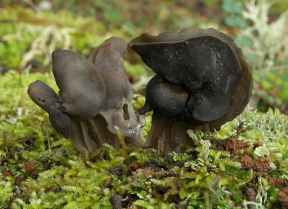 chriapač jamkatý Helvella lacunosa Afzel.