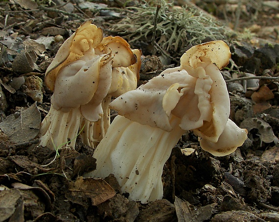 chriapač kučeravý Helvella crispa (Scop.) Fr.