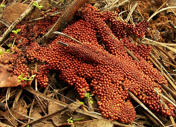 leskloplodka krehká Leocarpus fragilis (Dicks.) Rostaf.