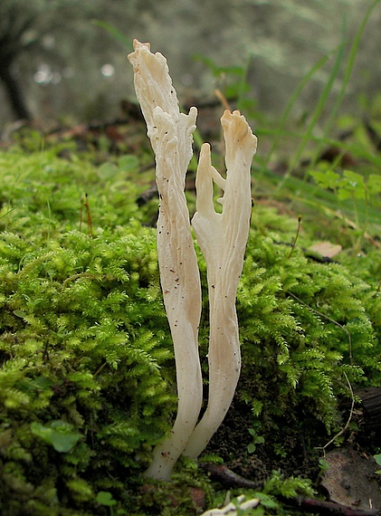 konárovka vráskavá Clavulina rugosa (Bull.) J. Schröt.