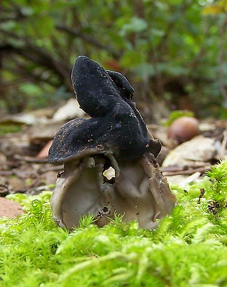 chriapač jamkatý Helvella lacunosa Afzel.