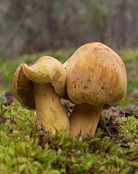 čírovka sírovožltá Tricholoma sulphureum (Bull.) P. Kumm.