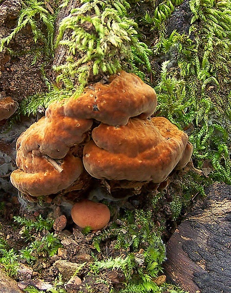 ohňovec hrboľkatý Phellinus torulosus (Pers.) Bourdot & Galzin