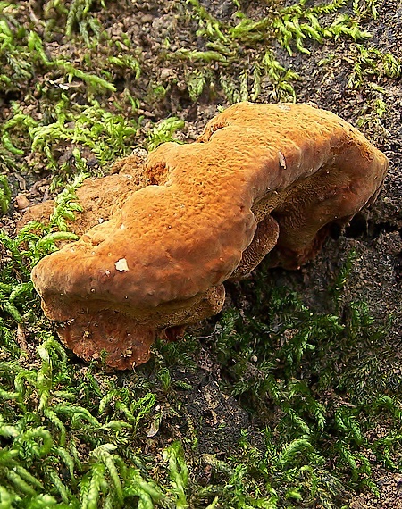 ohňovec hrboľkatý Phellinus torulosus (Pers.) Bourdot & Galzin