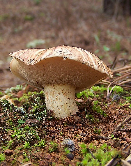 masliak Suillus bellini