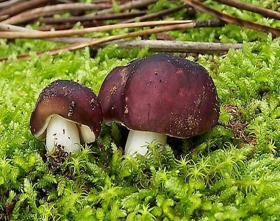 plávka Russula sp.