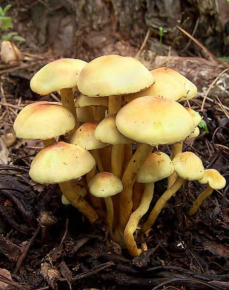 strapcovka zväzkovitá Hypholoma fasciculare (Huds.) P. Kumm.