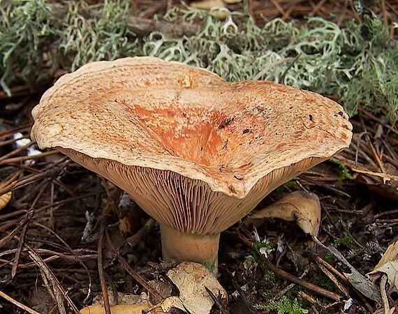 rýdzik pravý Lactarius deliciosus (L.) Gray