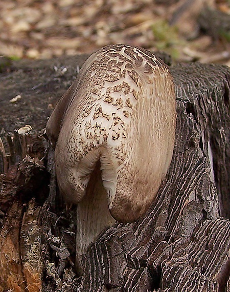 štítovka Pluteus sp.