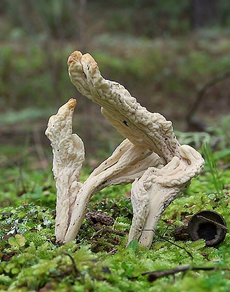 konárovka vráskavá Clavulina rugosa (Bull.) J. Schröt.