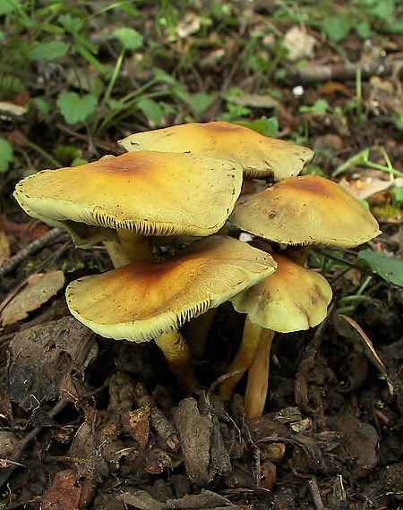 strapcovka zväzkovitá Hypholoma fasciculare (Huds.) P. Kumm.