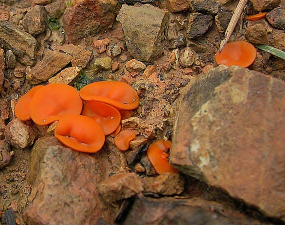 tanierovka oranžová Aleuria aurantia (Pers.) Fuckel