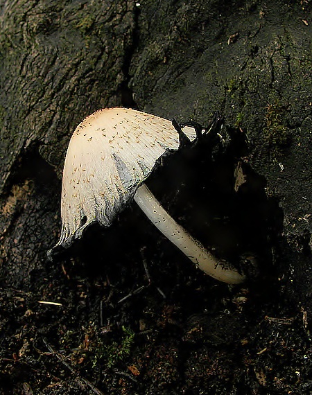 hnojník Coprinus sp.