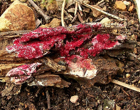 hubožer ružový Hypomyces rosellus (Alb. & Schwein.) Tul. & C. Tul.