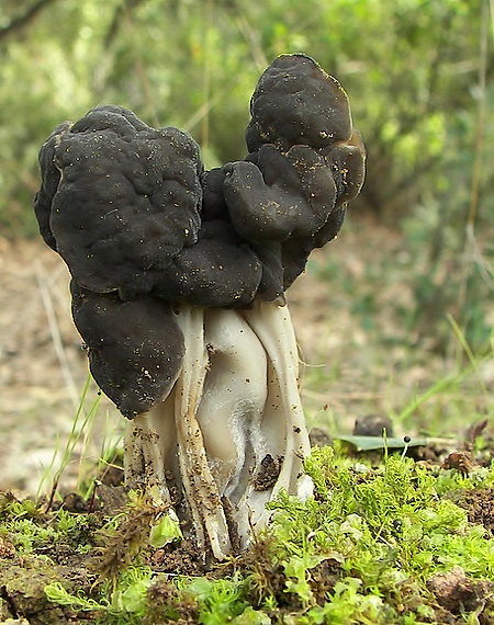 chriapač jamkatý Helvella lacunosa Afzel.