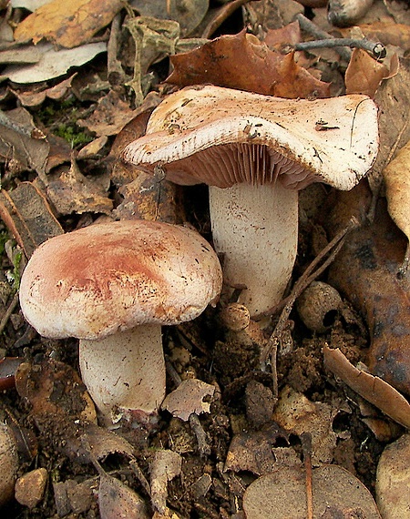 šťavnačka plávkovitá Hygrophorus russula (Schaeff.) Kauffman