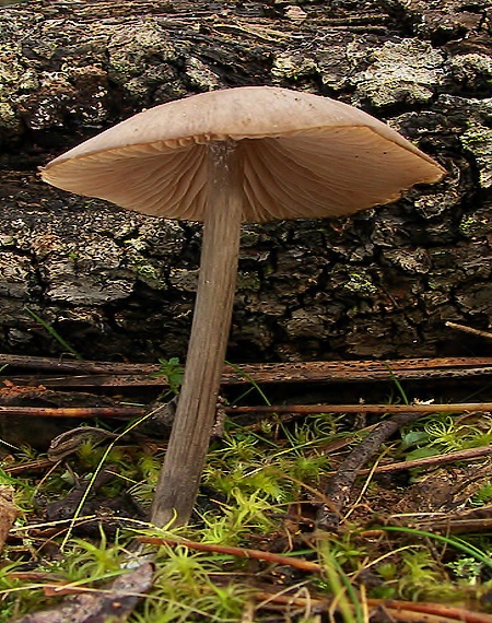 hodvábnica Entoloma sp.