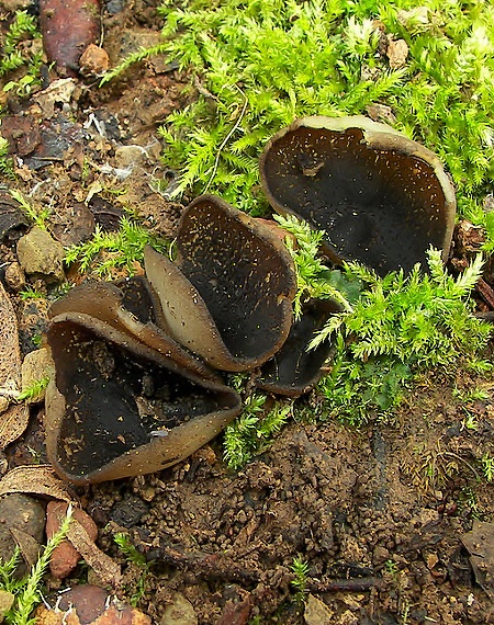 čiaška Peziza sp.