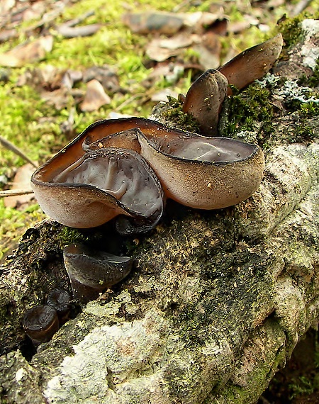 uchovec bazový Auricularia auricula-judae (Bull.) Quél.