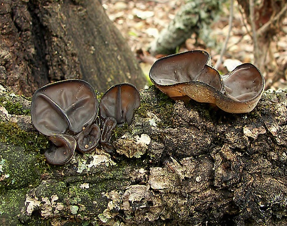 uchovec bazový Auricularia auricula-judae (Bull.) Quél.