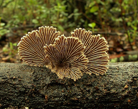 klanolupeňovka obyčajná Schizophyllum commune Fr.