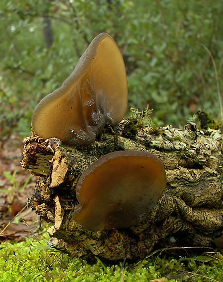 uchovec bazový Auricularia auricula-judae (Bull.) Quél.