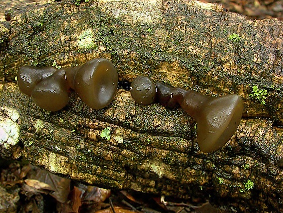 uchovec bazový Auricularia auricula-judae (Bull.) Quél.