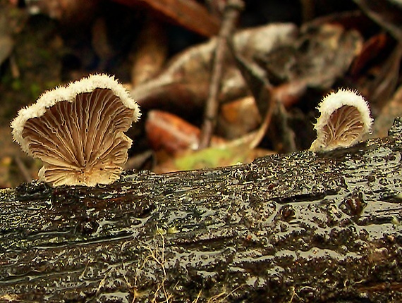 klanolupeňovka obyčajná Schizophyllum commune Fr.