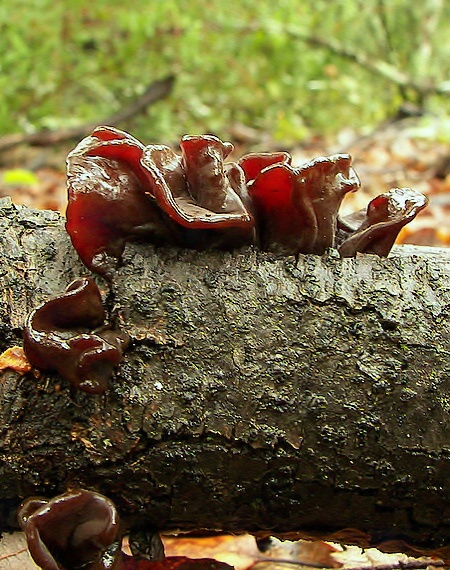 rôsolovka Phaeotremella frondosa (Fr.) Spirin & V. Malysheva