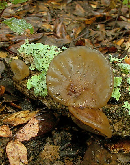 uchovec bazový Auricularia auricula-judae (Bull.) Quél.