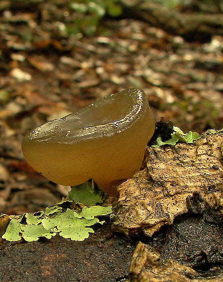 uchovec bazový Auricularia auricula-judae (Bull.) Quél.