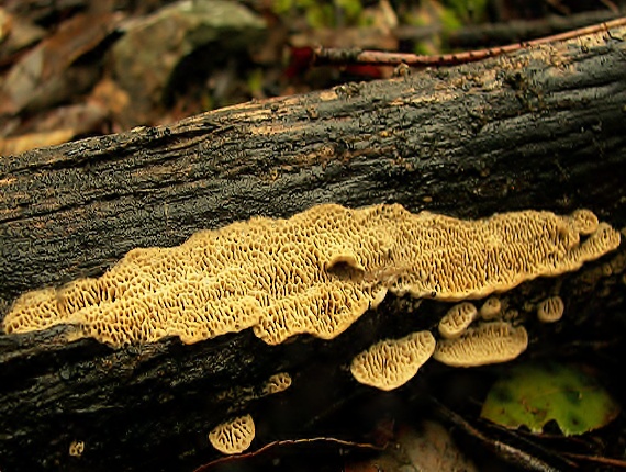 trámovka plotová Gloeophyllum sepiarium (Wulfen) P. Karst.