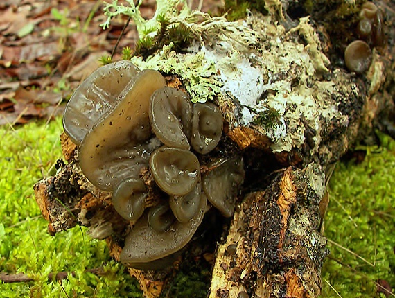 uchovec bazový Auricularia auricula-judae (Bull.) Quél.