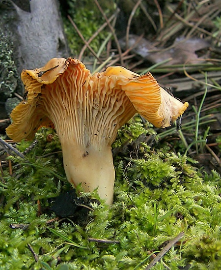 kuriatko jedlé Cantharellus cibarius Fr.