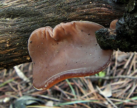 uchovec bazový Auricularia auricula-judae (Bull.) Quél.