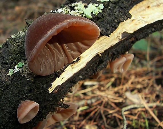 uchovec bazový Auricularia auricula-judae (Bull.) Quél.