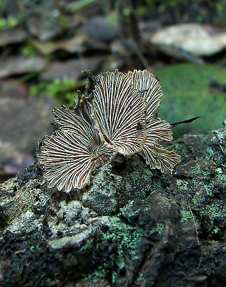 klanolupeňovka obyčajná Schizophyllum commune Fr.