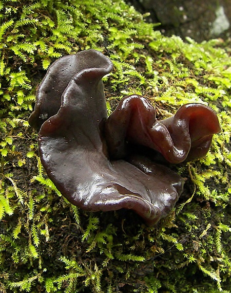 rôsolovka Phaeotremella frondosa (Fr.) Spirin & V. Malysheva