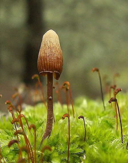 kapucňovec Conocybe sp.