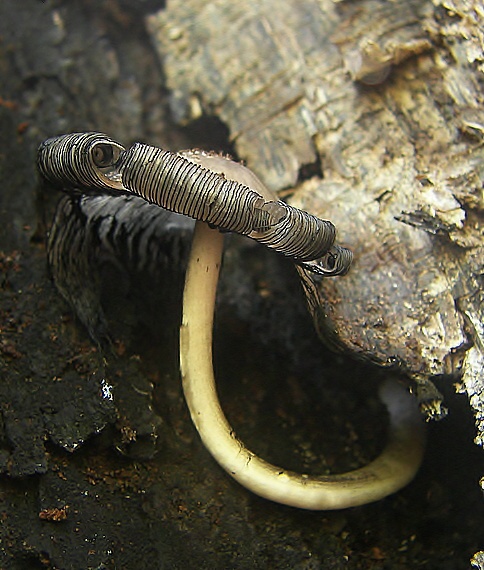 hnojník Coprinus sp.