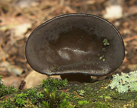 uchovec bazový Auricularia auricula-judae (Bull.) Quél.