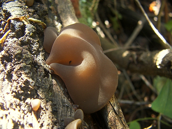 uchovec bazový Auricularia auricula-judae (Bull.) Quél.